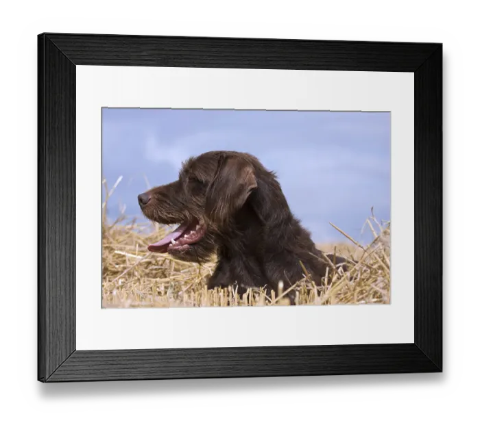 Framed Print : Pudelpointer, hunting dog, portrait Framed Print : Pudelpointer, hunting dog, portrait