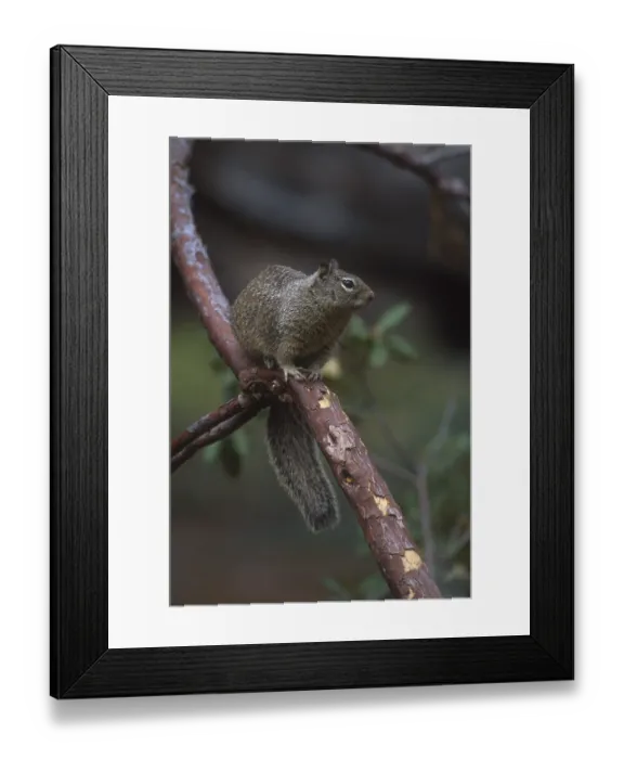 Framed Print : California Ground Squirrel (Spermophilus beecheyi) on branch