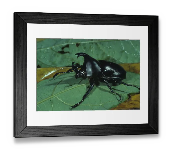 Framed Print : Rhinoceros Beetle (Xylotrupes australicus)