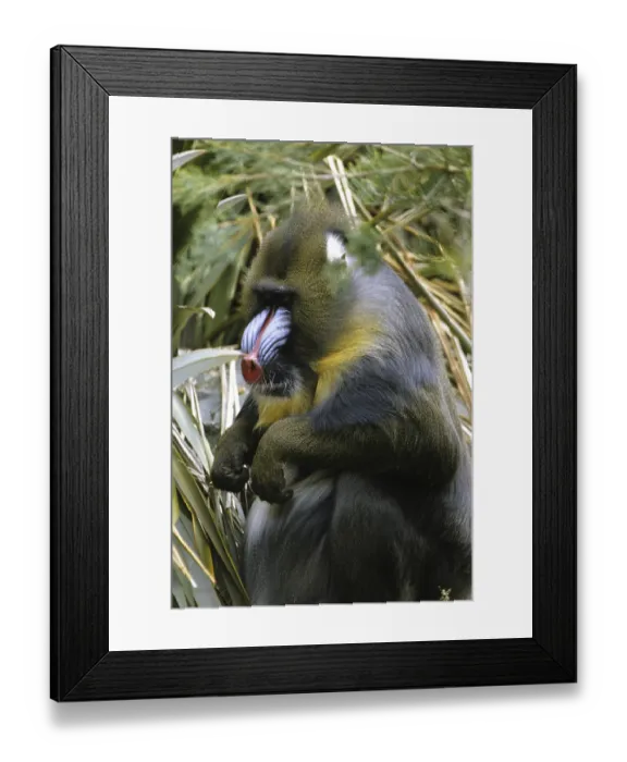 Framed Print : Mandrill (Mandrillus sphinx), male sitting