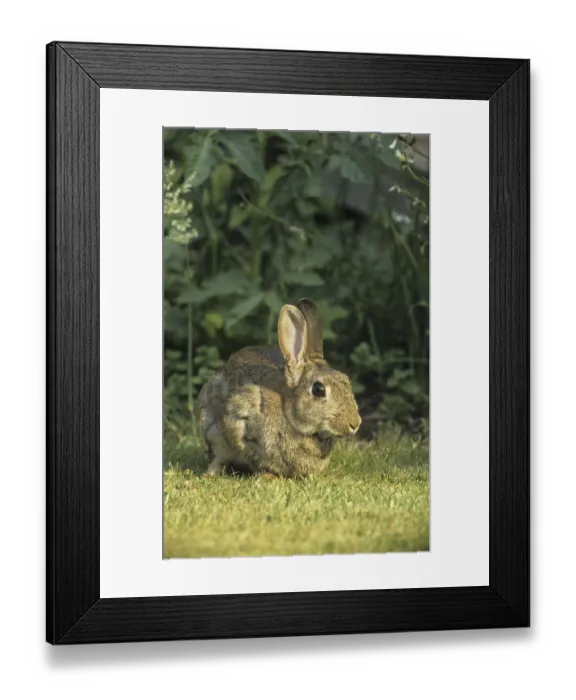 Framed Print : European Rabbit (Oryctolagus cuniculus) sitting in garden Framed Print : European Rabbit (Oryctolagus cuniculus) sitting in garden