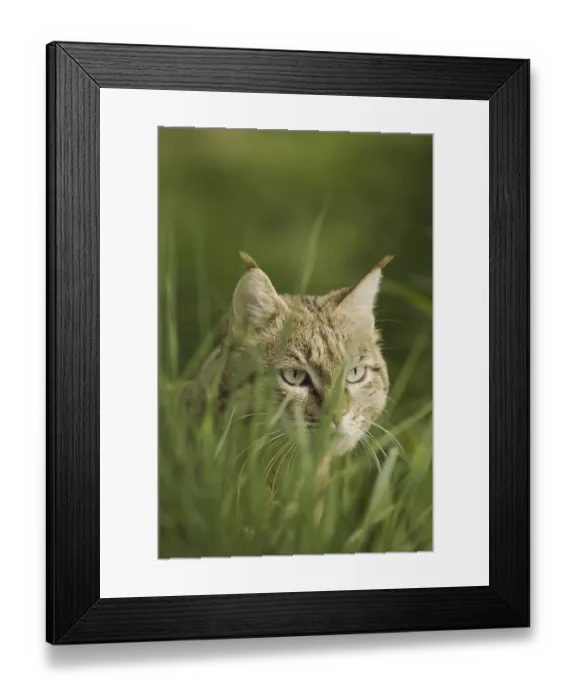 Framed Print : Asian Wild Cat (Felis silvestris ornata) Framed Print : Asian Wild Cat (Felis silvestris ornata)