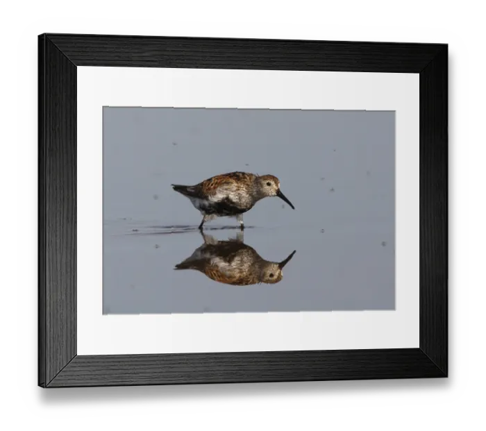 Framed Print : Dunlin (Calidris alpina alpina)