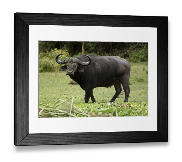 Framed Print : African Buffalo (Syncerus caffer)