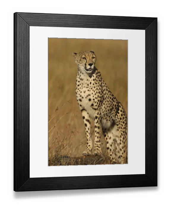 Framed Print : Cheetah (Acinonyx jubatus), on the lookout Framed Print : Cheetah (Acinonyx jubatus), on the lookout