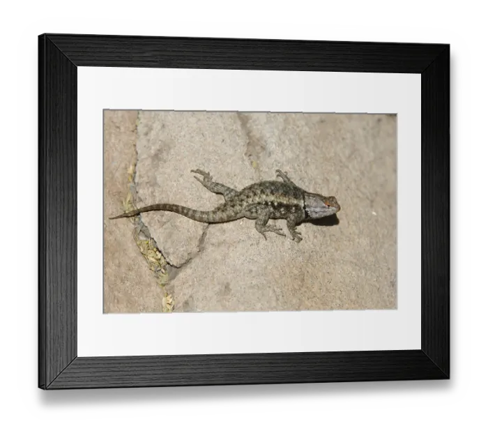 Framed Print : Desert Spiny Lizard (Sceloporus magister) Framed Print : Desert Spiny Lizard (Sceloporus magister)