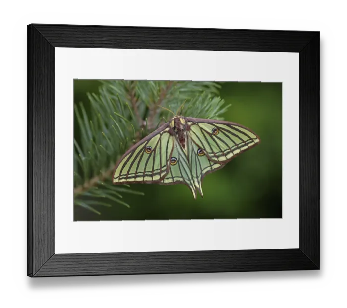 Framed Print : Spanish Moon Moth (Graellsia isabellae)