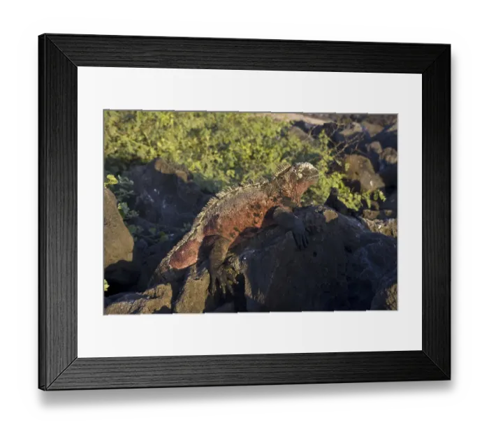 Framed Print : The more brightly coloured Galapagos Marine Iguana (Amblyrhynchus cristatus) found on Espanola Island