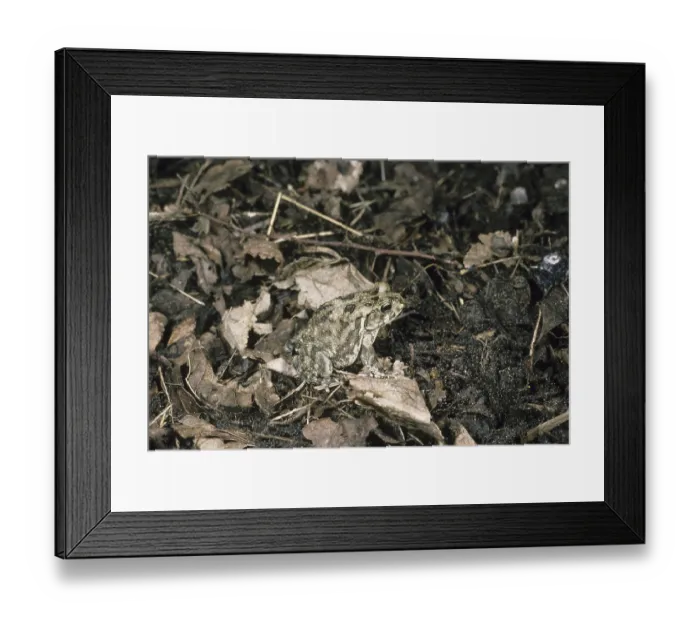 Framed Print : Panther Toad (Bufo regularis) on moist ground and dead leaves