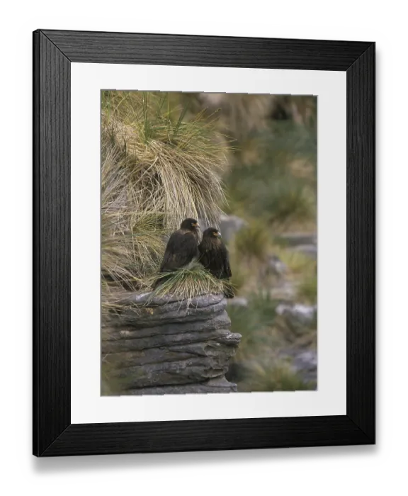 Framed Print : Striated Caracara (Phalcoboenus australis)