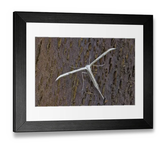 Framed Print : Plume Moth (Pterophoridae), adult resting on tree bark