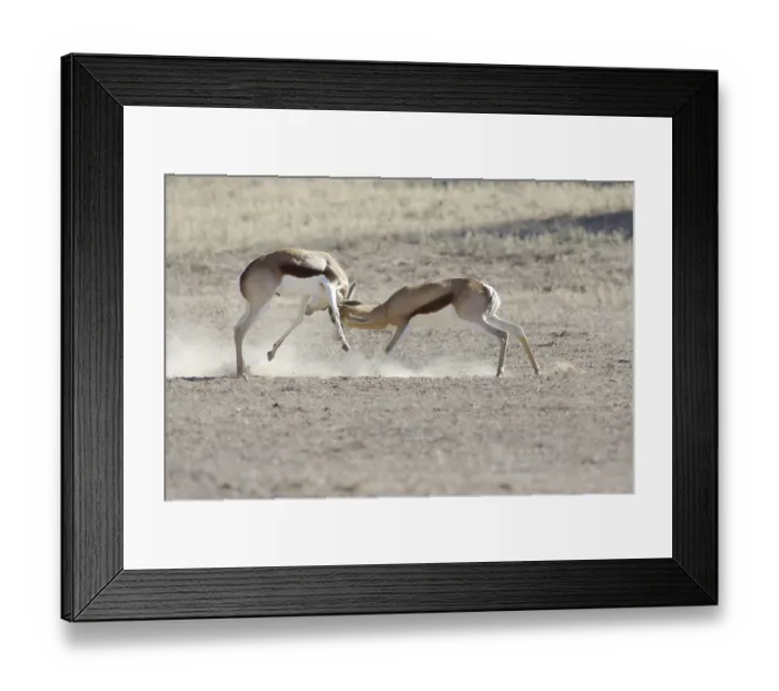 Framed Print : Springbok (Antidorcas marsupialis) Framed Print : Springbok (Antidorcas marsupialis)