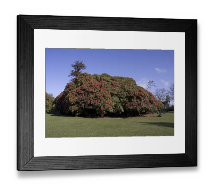 Framed Print : Rhododendron niveum in the Lost Gardens of Heligan