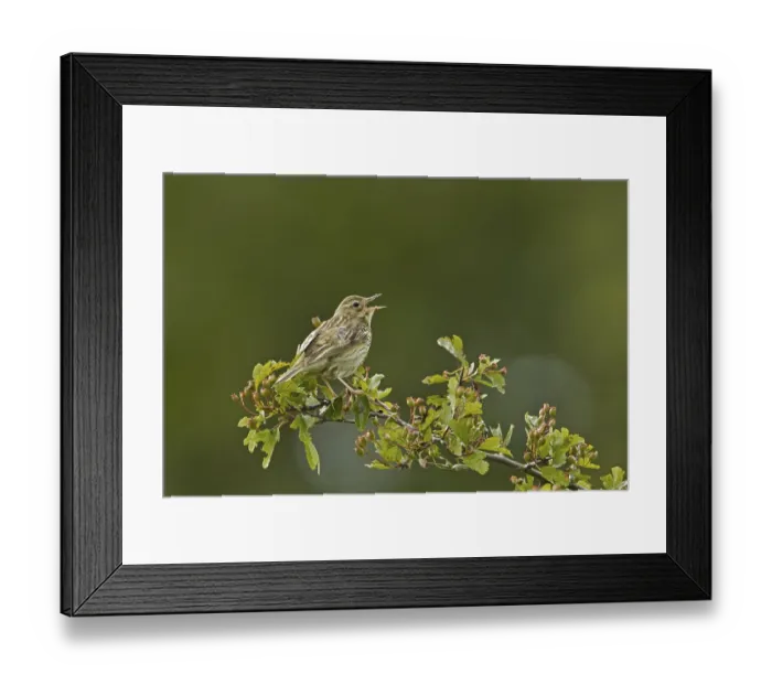 Framed Print : Tree Pipit (Anthus trivialis), adult