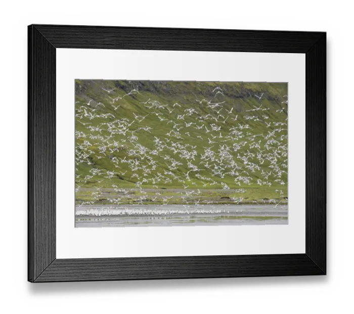 Framed Print : Kittiwakes (Rissa tridactyla) bathing in freshwater
