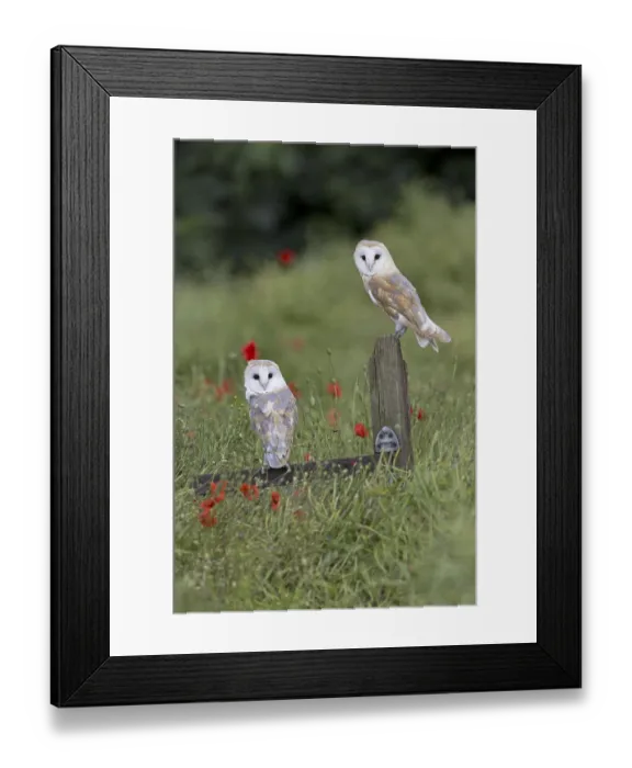 Framed Print : Barn Owl (Tyto alba) adult pair Framed Print : Barn Owl (Tyto alba) adult pair