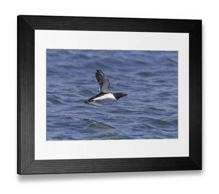 Framed Print : Razorbill (Alca torda) adult, breeding plumage
