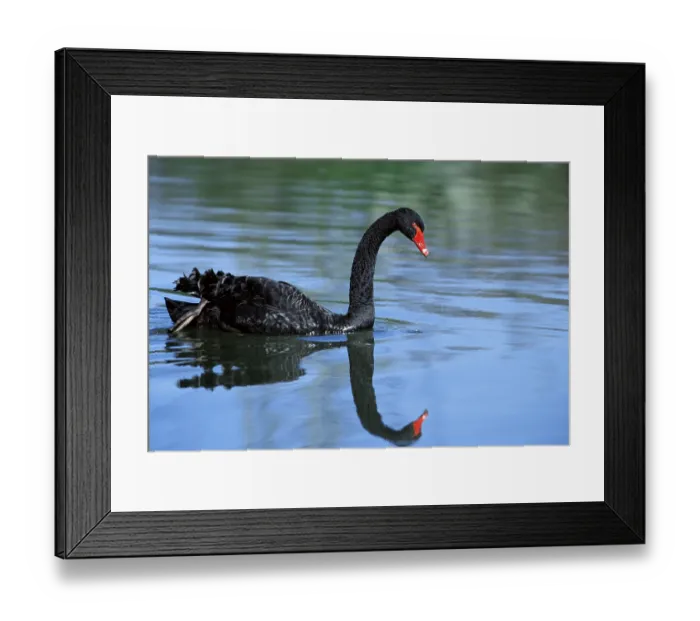 Framed Print : Black swan (Cygnus atratus), lateral view Framed Print : Black swan (Cygnus atratus), lateral view