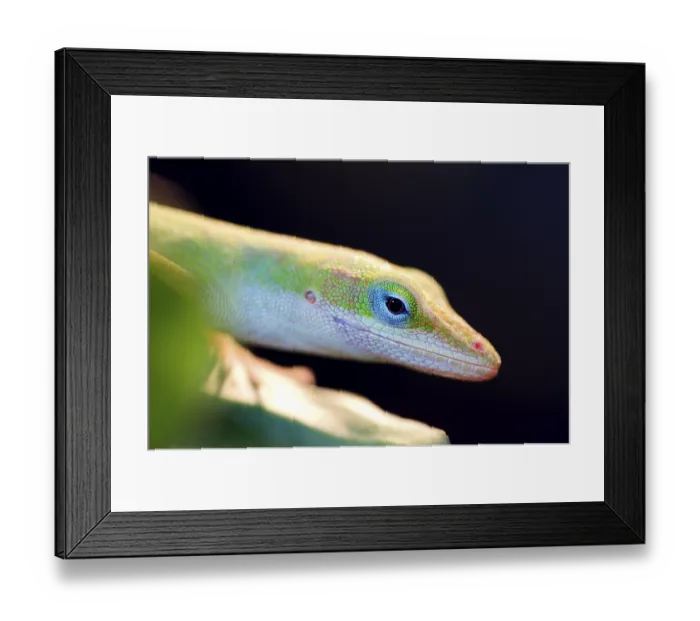 Framed Print : Green Anole (Anolis carolinensis)