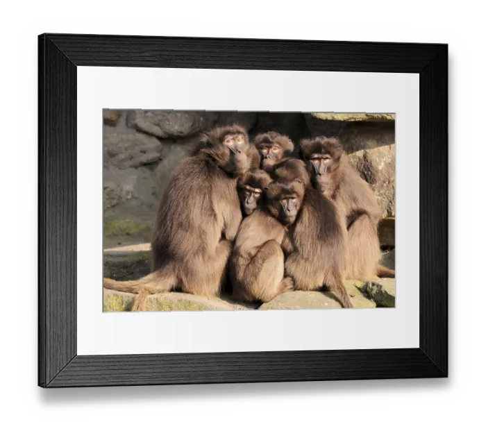 Framed Print : Gelada Baboons (Theropithecus gelada) Framed Print : Gelada Baboons (Theropithecus gelada)