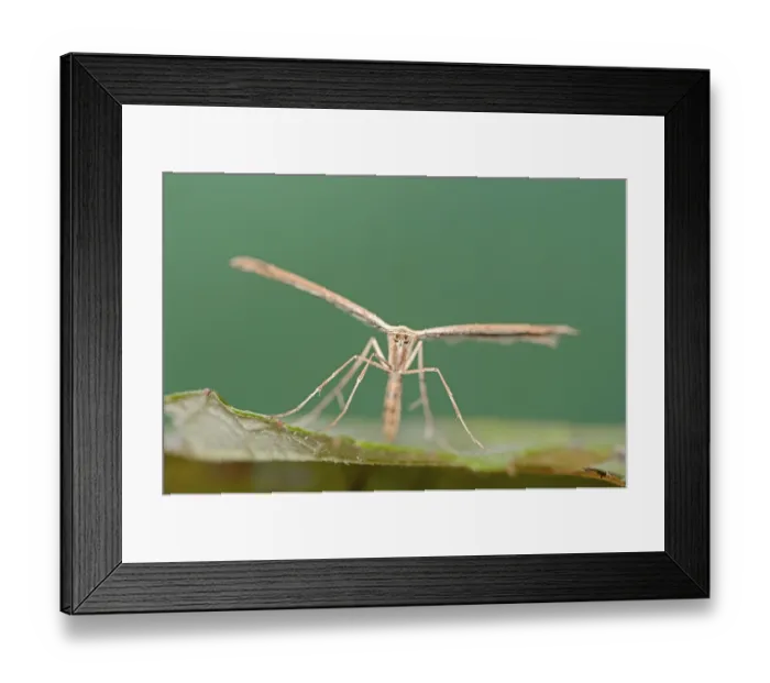 Framed Print : Rose Plume Moth (Cnaemidophorus rhododactyla)