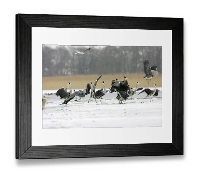 Framed Print : Grey Herons (Ardea cinerea) in winter on ice Framed Print : Grey Herons (Ardea cinerea) in winter on ice