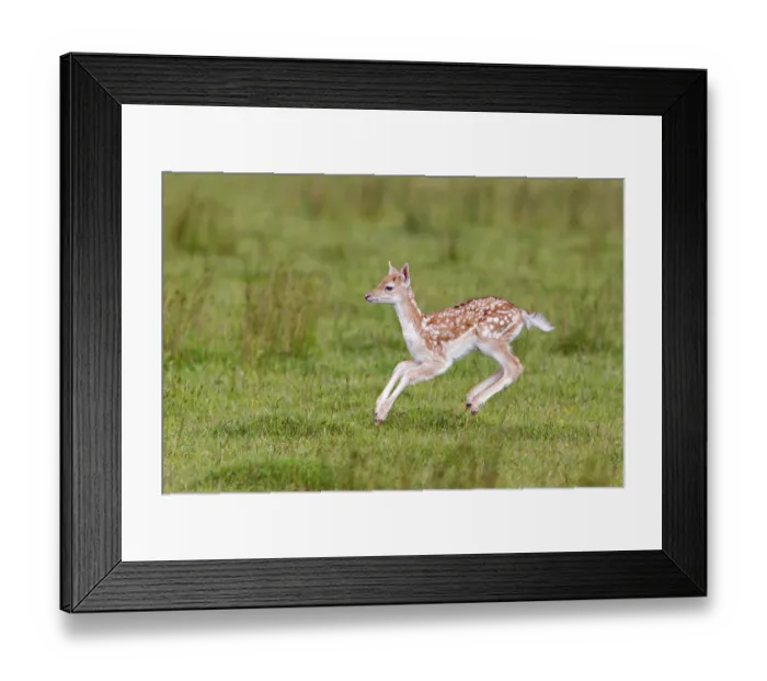 Framed Print : Fallow deer (Dama dama), fallow deer Deer Framed Print : Fallow deer (Dama dama), fallow deer Deer