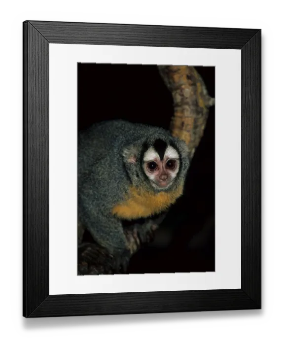 Framed Print : Douroucouli, night monkey, monkeys