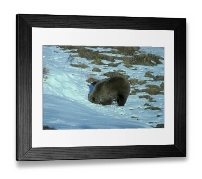 Framed Print : Grizzly Bear, grizzly bears (Ursus arctos horribilis) Framed Print : Grizzly Bear, grizzly bears (Ursus arctos horribilis)
