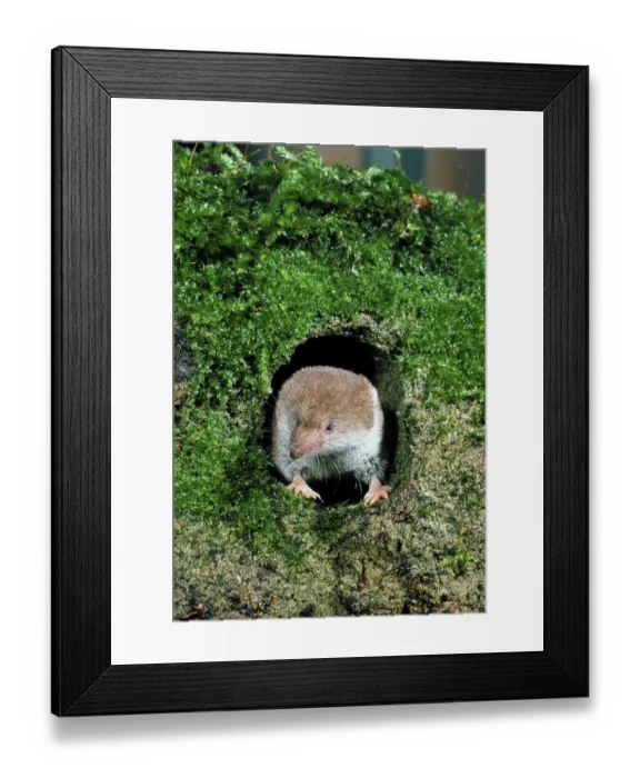 Framed Print : Common shrew (Sorex araneus), wood shrews Framed Print : Common shrew (Sorex araneus), wood shrews