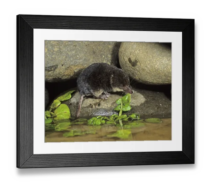 Framed Print : Eurasian water shrew (Neomys fodiens)