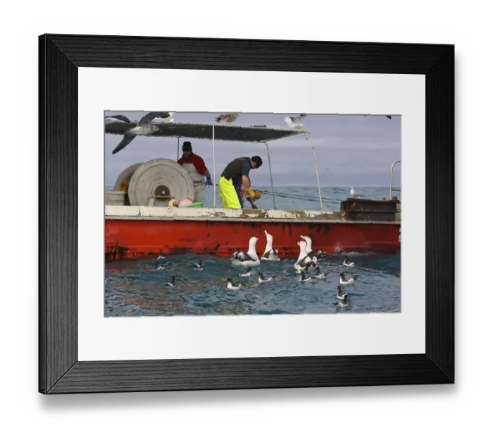 Framed Print : Gibson's antipodal albatross (Diomedea antipodensis gibsoni) with Cape petrels feeding on fishing boat scraps Framed Print : Gibson's antipodal albatross (Diomedea antipodensis gibsoni) with Cape petrels feeding on fishing boat scraps