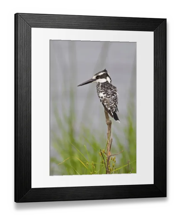 Framed Print : Alcedo rudis, Grey Kingfisher, Kingfisher