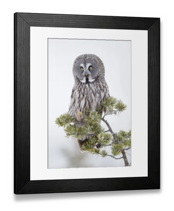 Framed Print : Great Grey Owl, great grey owls (Strix nebulosa) Framed Print : Great Grey Owl, great grey owls (Strix nebulosa)