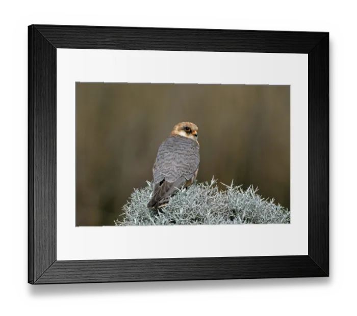 Framed Print : Red-footed Falcon (Falco vespertinus) adult female on bush Framed Print : Red-footed Falcon (Falco vespertinus) adult female on bush