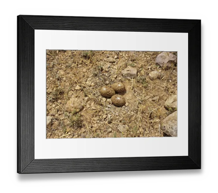 Framed Print : Pin-tailed sandgrouse (Pterocles alchata)