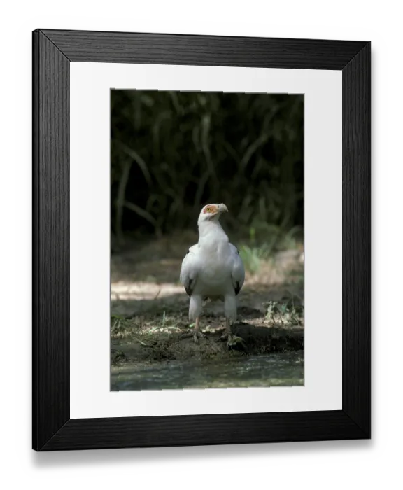 Framed Print : Palm-nut Vulture (Gypohierax angolensis) Vultures
