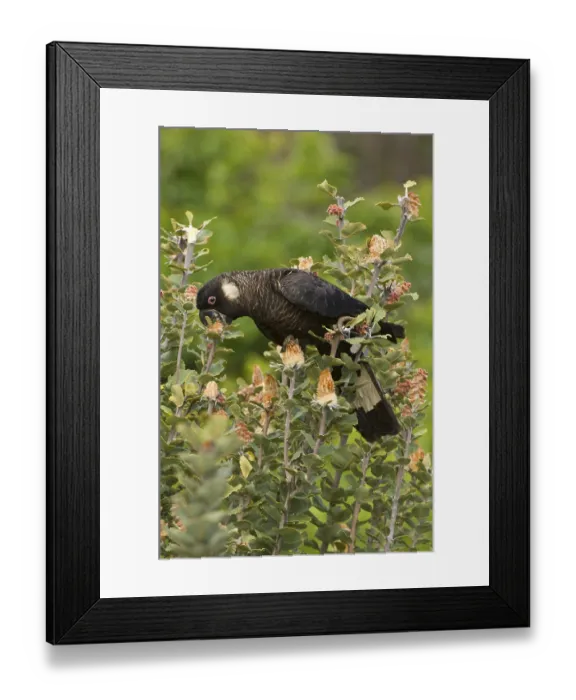 Framed Print : Carnaby's black cockatoo (Calyptorhynchus latirostris)
