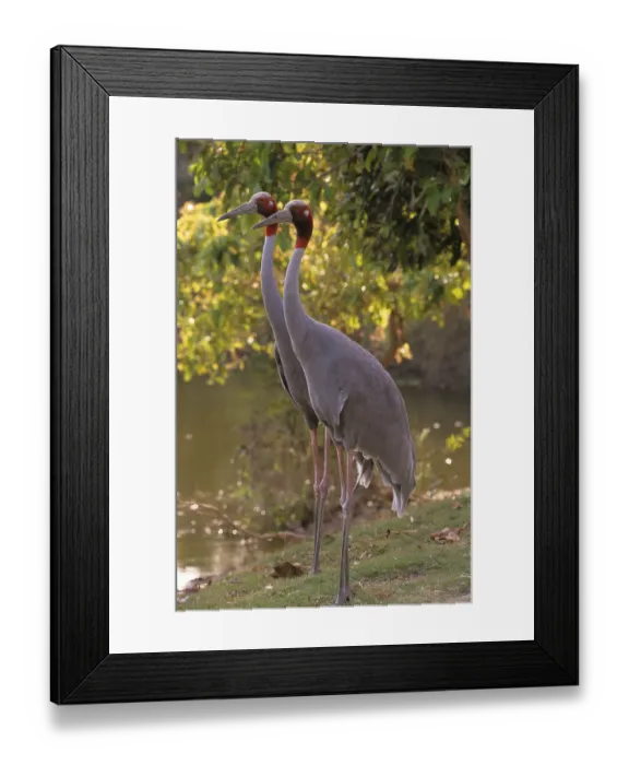 Framed Print : Sarus crane (Grus antigone) adults