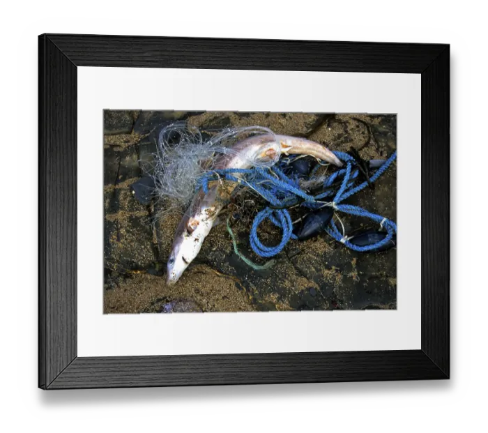 Framed Print : Common spiny dogfish (Squalus acanthias) dead