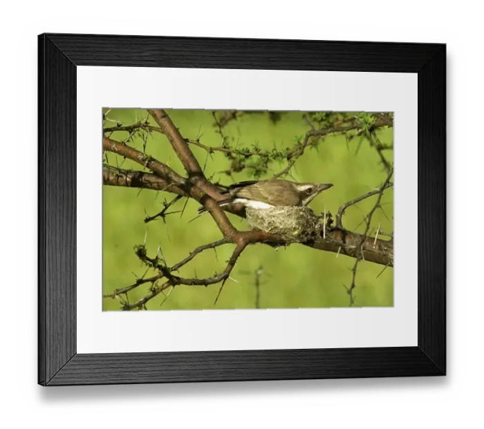 Framed Print : Common Wood Shrike, White-browed Wood Shrike