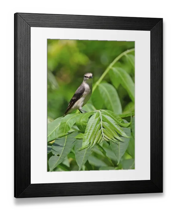 Framed Print : Pale-rumped Minivet, Pale-rumped Minivet