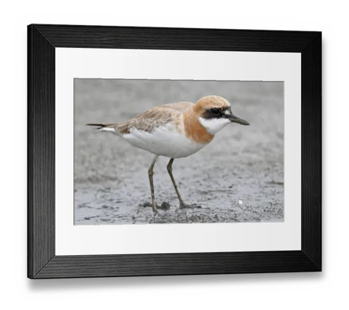 Framed Print : Greater Sand Plover (Charadrius leschenaultii) adult