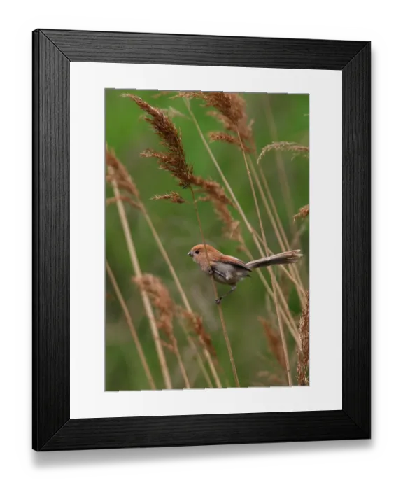 Framed Print : Vinous-throated Parrotbill (Paradoxornis webbianus) adult
