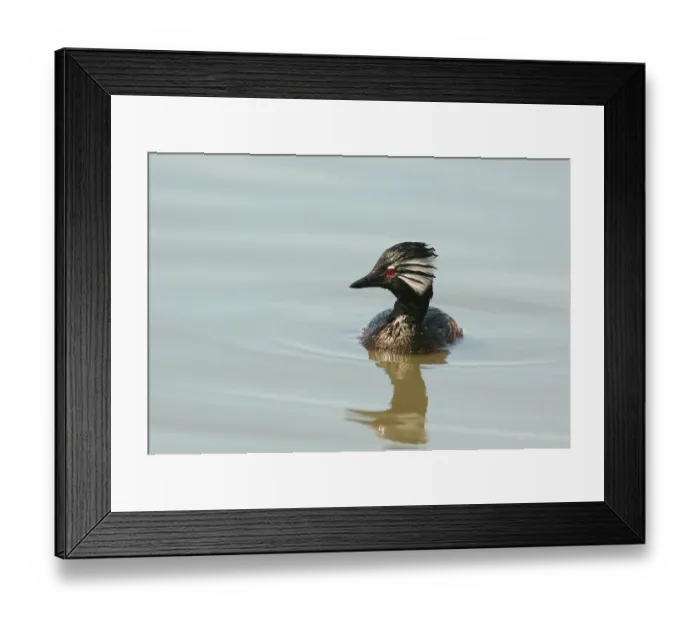Framed Print : Adult white-tufted grebe (Rollandia rolland)