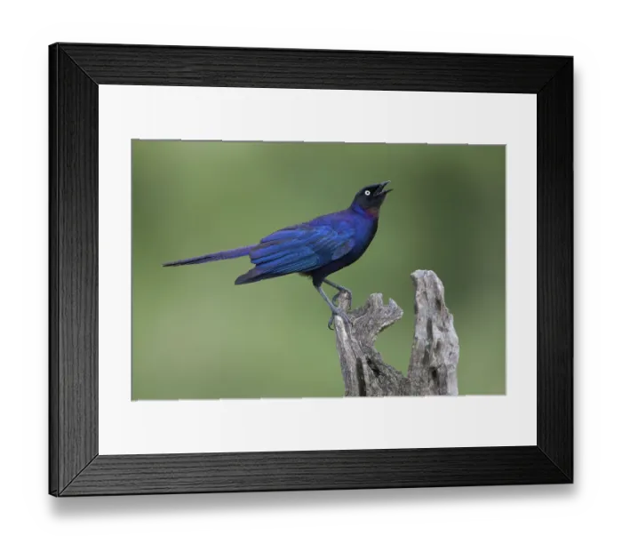 Framed Print : Ruppell's starling, Tail Glossy Starling