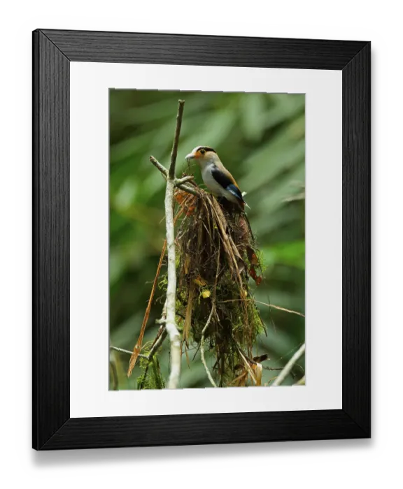 Framed Print : Adult silver-breasted broadbill (Serilophus lunatus stolidus)