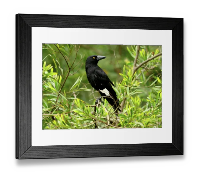 Framed Print : Strepera gracinula, Black Shrike Crow Framed Print : Strepera gracinula, Black Shrike Crow