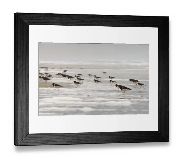 Framed Print : South island oystercatcher (Haematopus finschi)