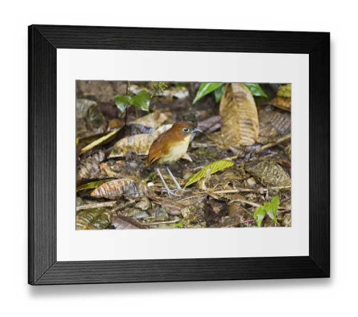 Framed Print : Yellow-breasted Antpitta (Grallaria flavotincta) Framed Print : Yellow-breasted Antpitta (Grallaria flavotincta)